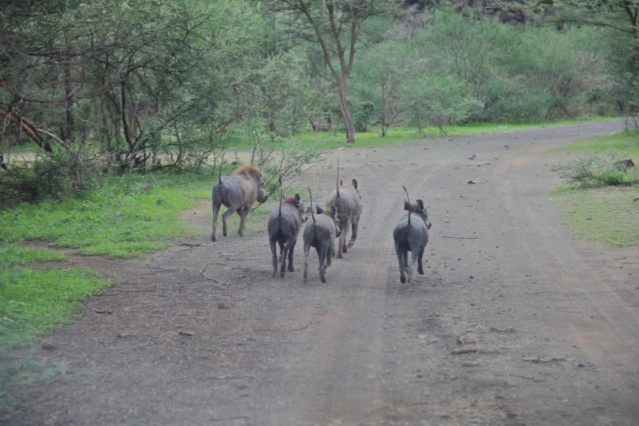 Awash Falls Lodge Korojole