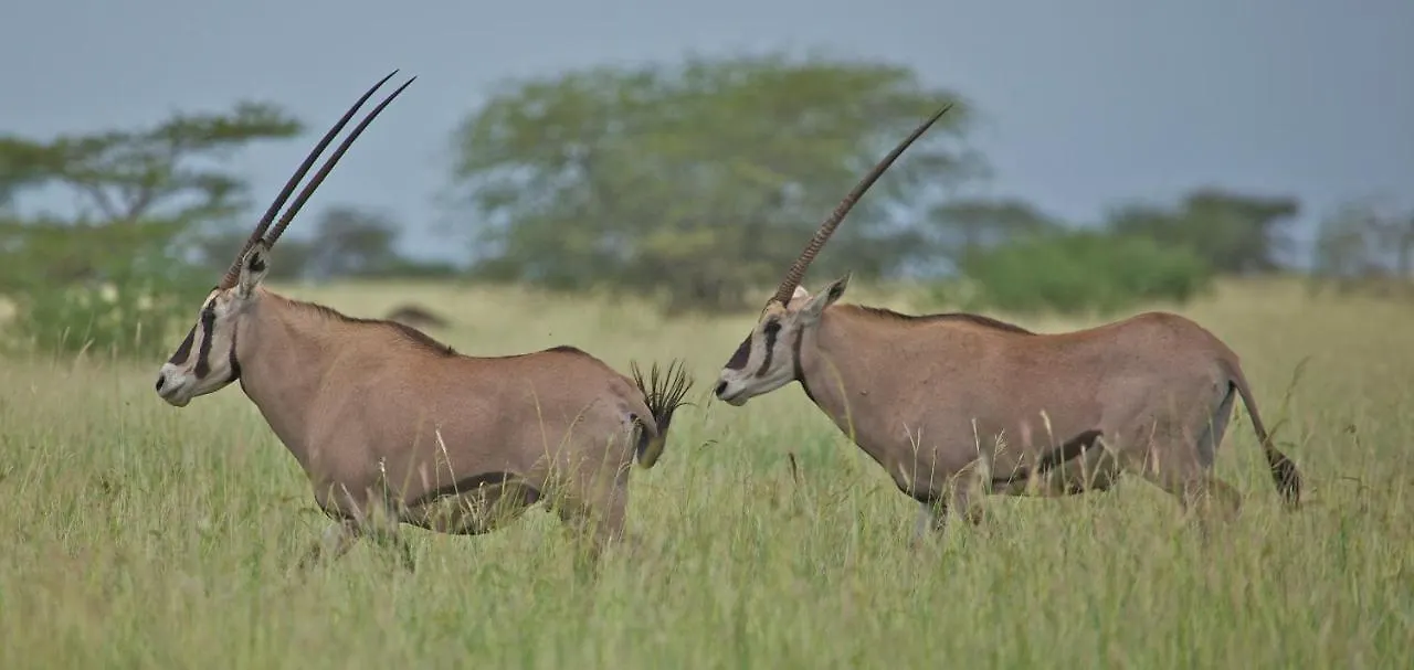 Awash Falls Lodge Korojole 0*,
