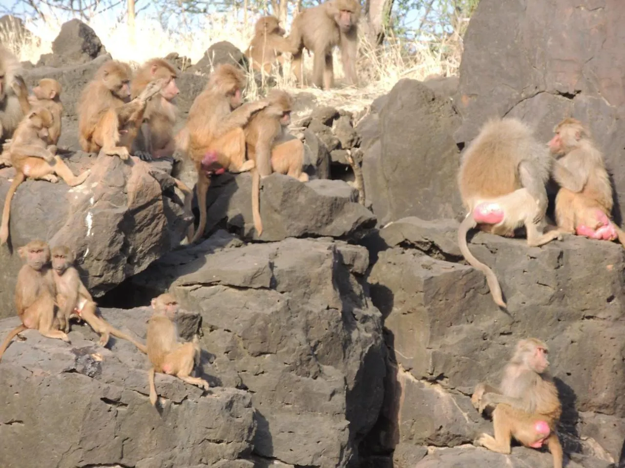 Awash Falls Lodge Korojole 0*,  Ethiopia