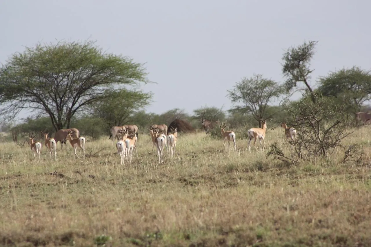 Awash Falls Lodge Korojole