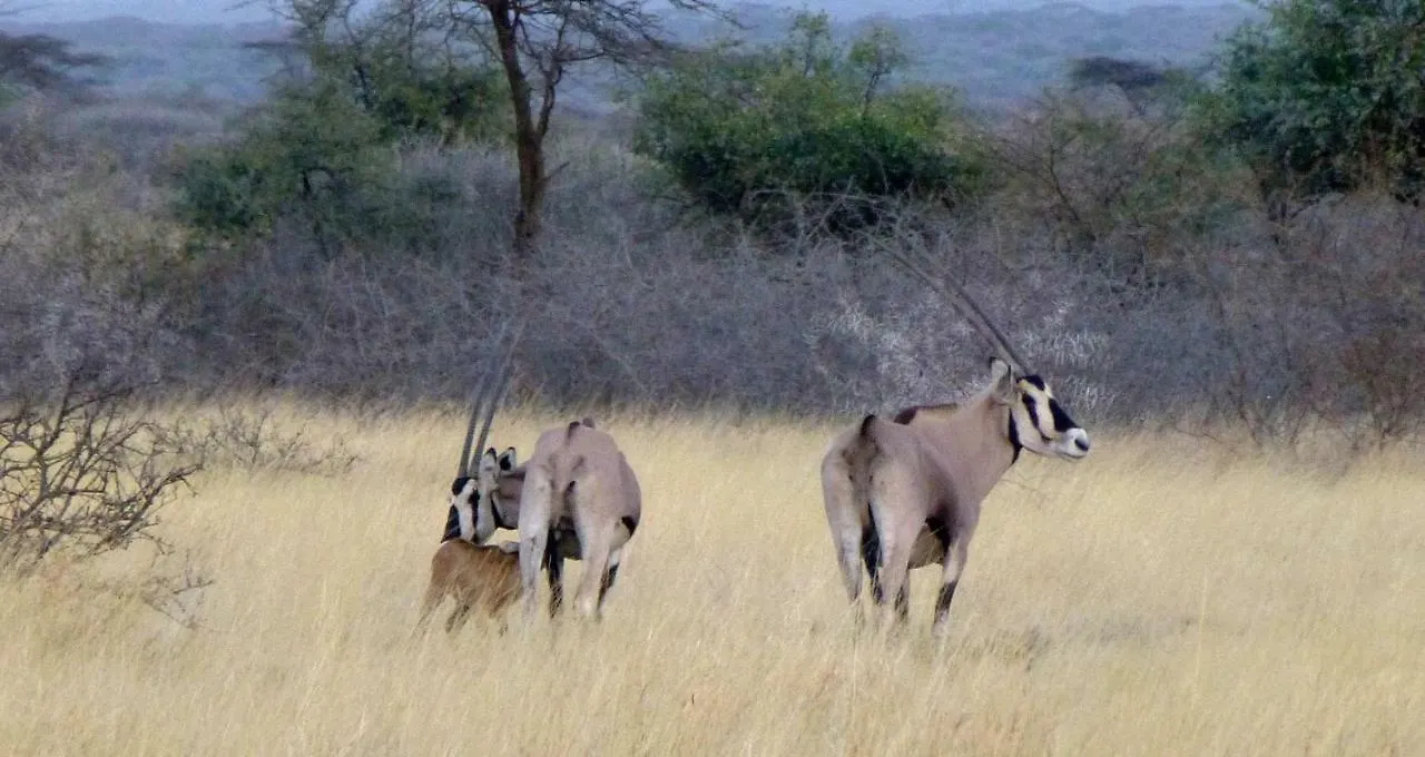 Awash Falls Lodge Korojole